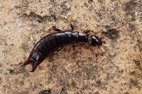 Euborellia moesta