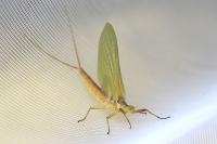 Potamanthus luteus