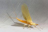 Potamanthus luteus