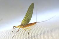Potamanthus luteus