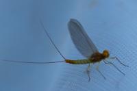 Baetidae