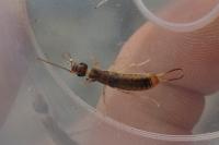 Labidura riparia