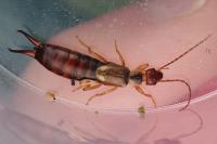 Forficula auricularia / Forficula dentata