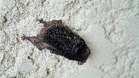 Barbastella barbastellus