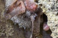 Myotis bechsteinii