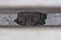 Barbastella barbastellus