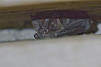 Barbastella barbastellus