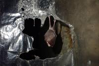 Rhinolophus hipposideros