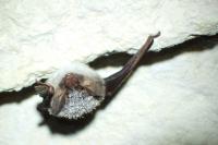 Myotis bechsteinii