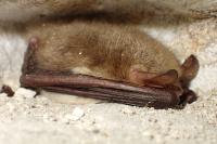 Myotis nattereri