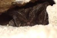 Barbastella barbastellus