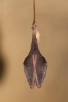 Rhinolophus hipposideros