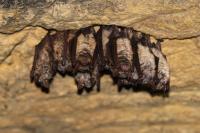 Myotis emarginatus