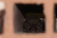 Barbastella barbastellus