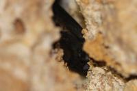 Eptesicus serotinus