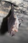 Rhinolophus euryale