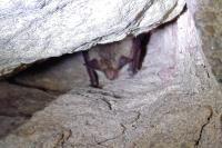 Myotis bechsteinii