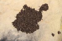 Miniopterus schreibersii
