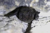 Barbastella barbastellus