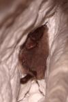 Myotis daubentonii