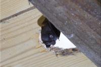 Rhinolophus hipposideros