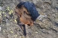 Chiroptera