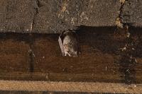 Plecotus