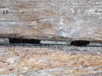 Pipistrellus
