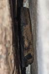 Pipistrellus