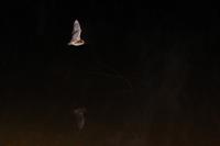 Myotis daubentonii