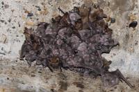 Myotis emarginatus
