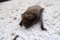 Pipistrellus