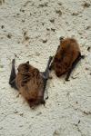 Pipistrellus