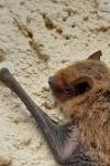 Pipistrellus