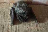 Barbastella barbastellus