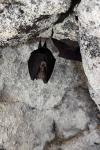 Rhinolophus hipposideros