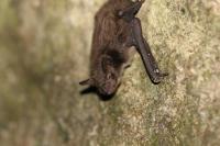 Myotis daubentonii