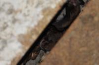 Myotis daubentonii