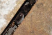 Myotis daubentonii