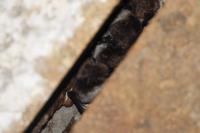 Myotis daubentonii
