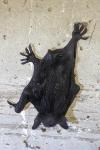 Myotis daubentonii