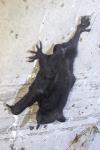 Myotis daubentonii