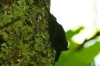 Barbastella barbastellus