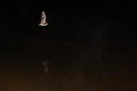 Myotis daubentonii