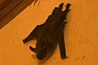 Eptesicus serotinus
