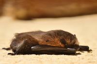 Pipistrellus
