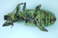 Polydrusus cervinus