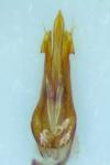 Melanotus villosus