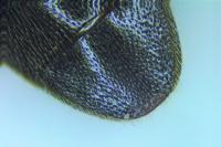 Melanotus villosus