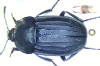 Silphinae